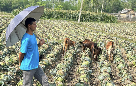 तस्बिर स्रोत: पार्वती बस्नेत